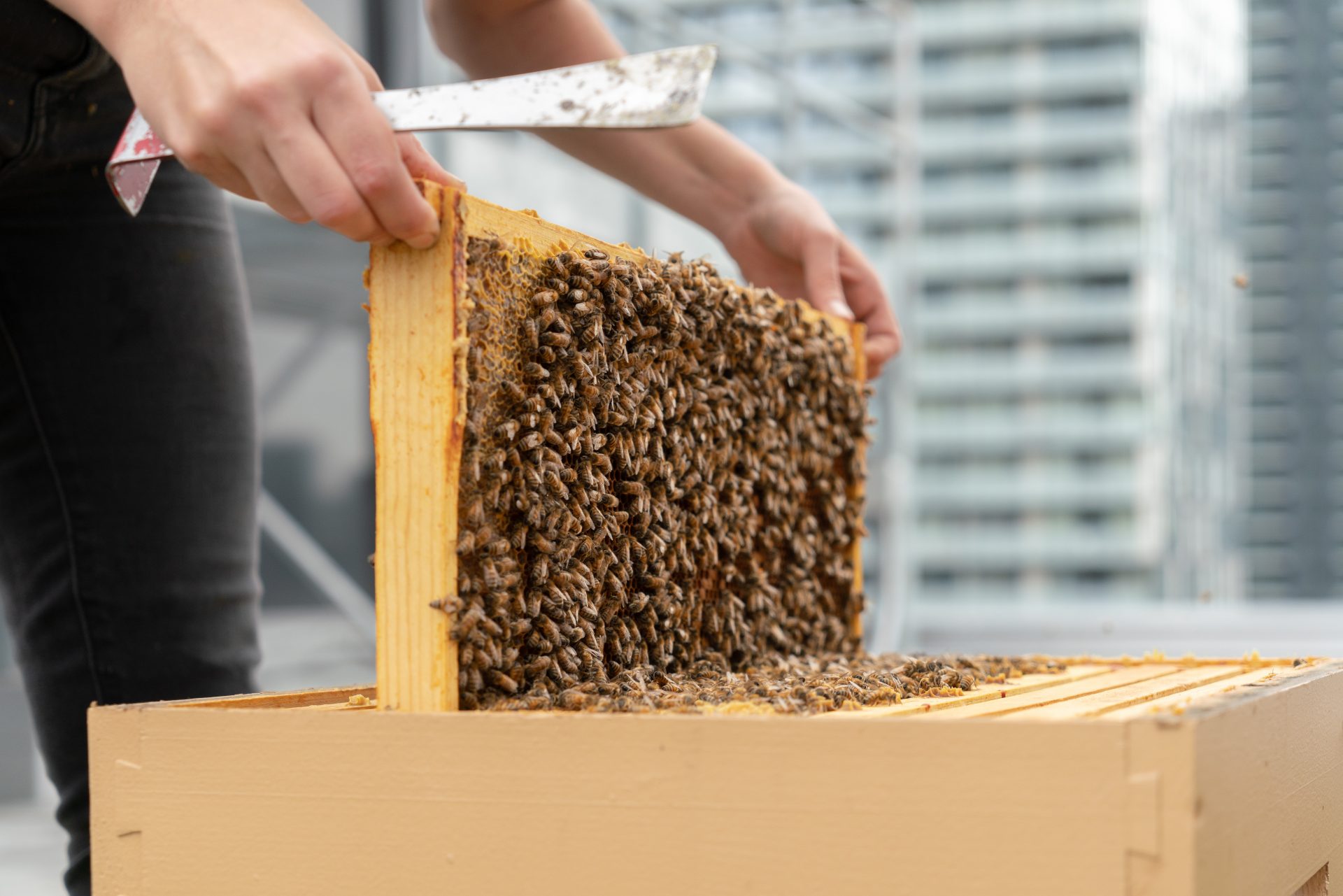 Ruches sur les toits: en ville, les abeilles filent le bourdon aux